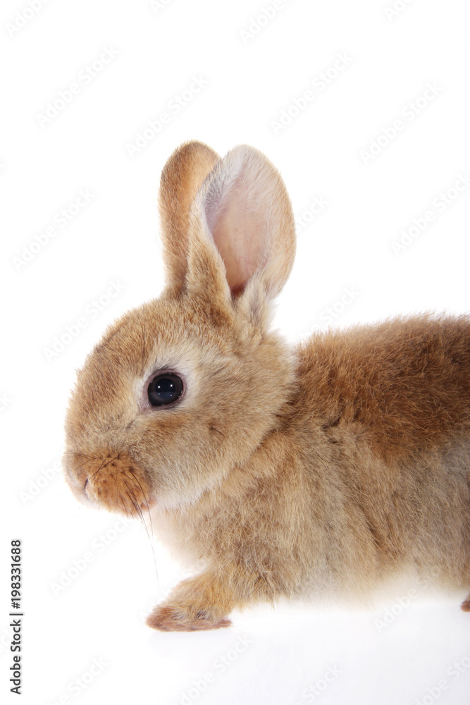 young domestic bunny, rabbit isolated on white background.