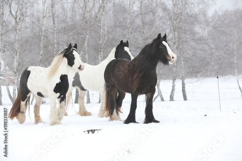 Tableau sur toile Nice irish cobs running in winter