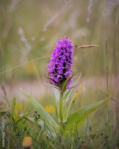 Pyramidal orchid