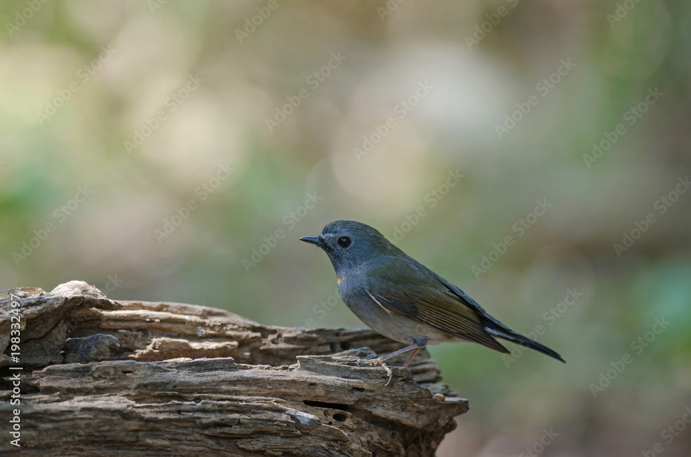 Rufous-gorgeted Flycatcher (Ficedula strophiata) Rufous-gorgeted Flycatcher (Ficedula strophiata)