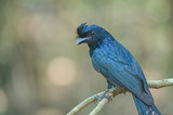 Greater Racket-tailed Drongo in nature