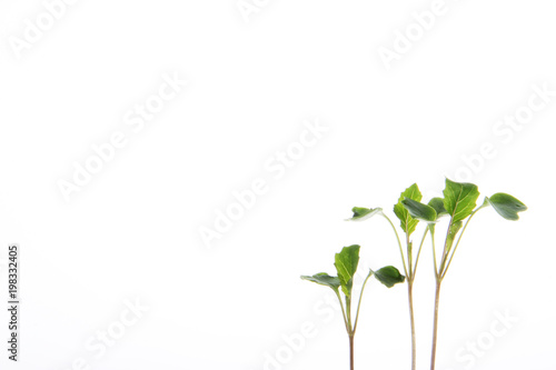 young cauliflower plants isolated on white background.