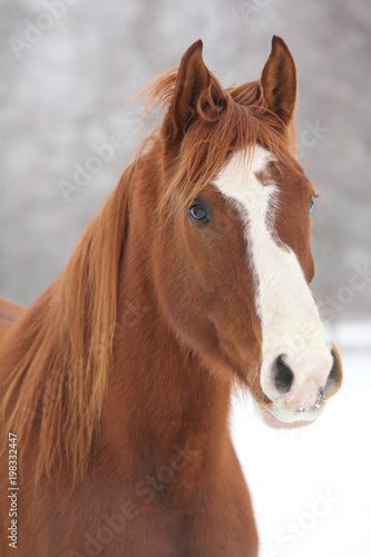 Portrait of nice chestnut horse in winter