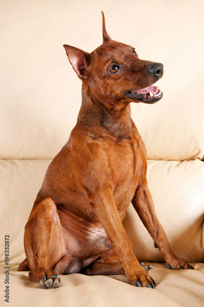 Miniature Pinscher sits on sofa with open mouth
