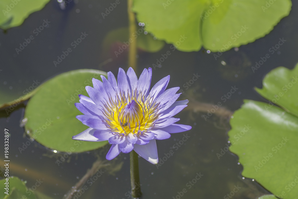 Purple lotus in a pond