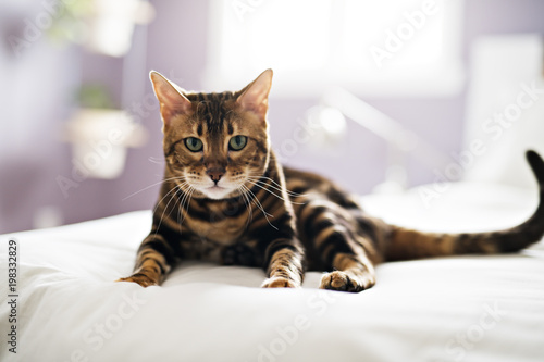 Fototapeta Naklejka Na Ścianę i Meble -  Bengal cat on a blanket with green eyes
