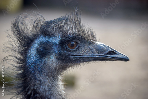 Emu, Strauß, Federn, Schwarz, Natur, Hintergrund, Grau, Vogel, Kopf, Schnabel