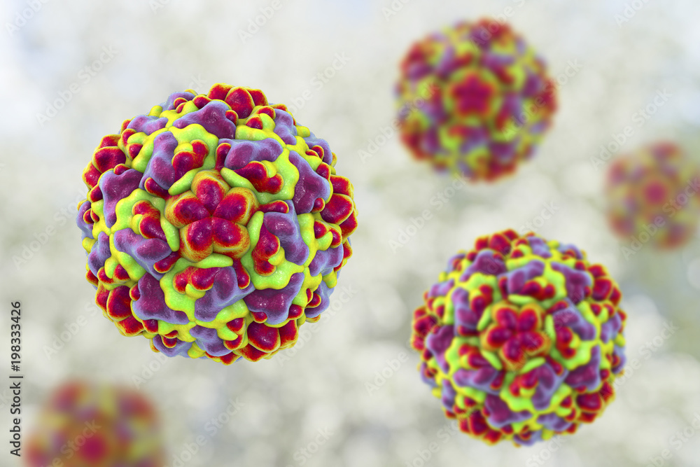 Molecular model of rhinovirus, the virus that causes common cold and ...