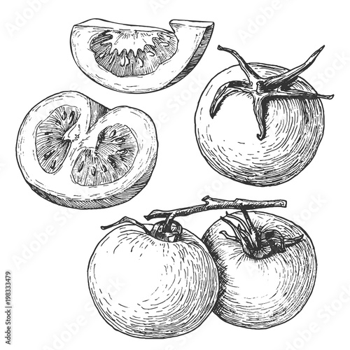 Sketch ink vintage tomato set illustration, draft silhouette drawing, black hatching isolated on white background. Food graphic etching design.