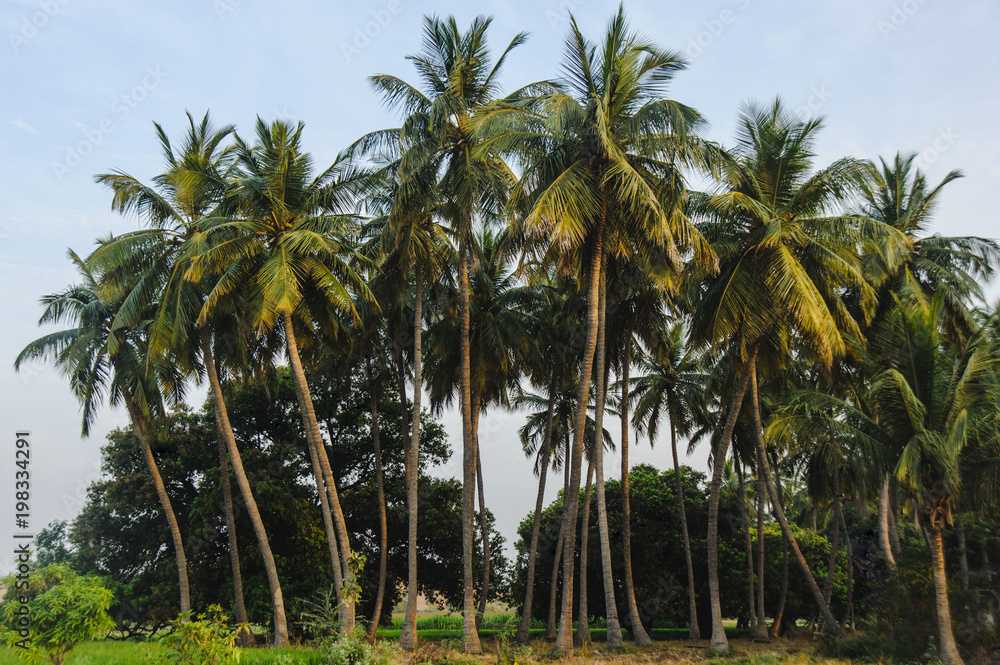 Coconuts palms forest in natural sunset colours Coconuts palms forest in natural sunset colours