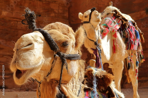 Portrait of camels in Petra, Jordan, Middle East  photo