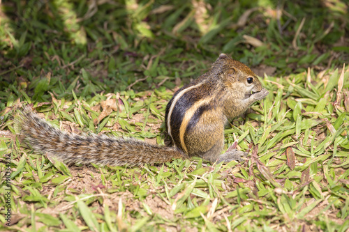 Variable squirrel or Finlayson's squirrel or Callosciurus finlaysonii, on the green grass in a Bangkok park. Dwells in Myanmar, Thailand, Cambodia, Philippines, India
