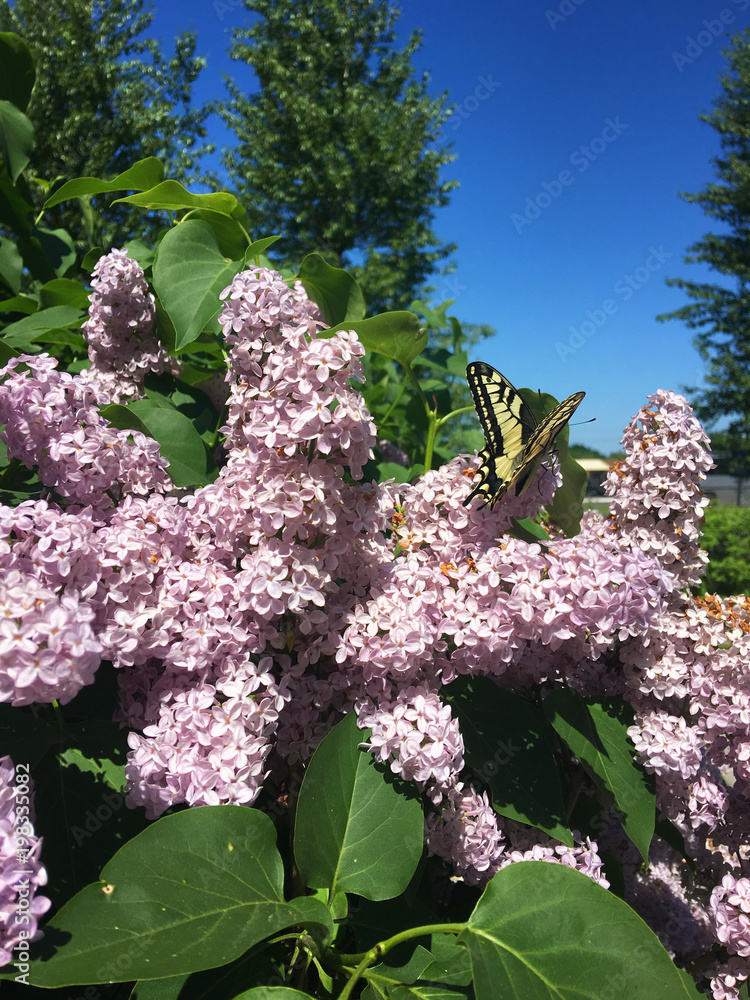Obraz premium A bright butterfly flies over a lilac bush