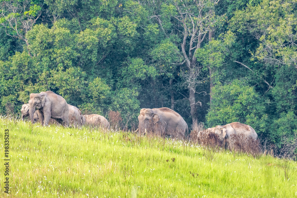 Naklejka premium Elephants eating grass at Khao Yai National Park, Thailand