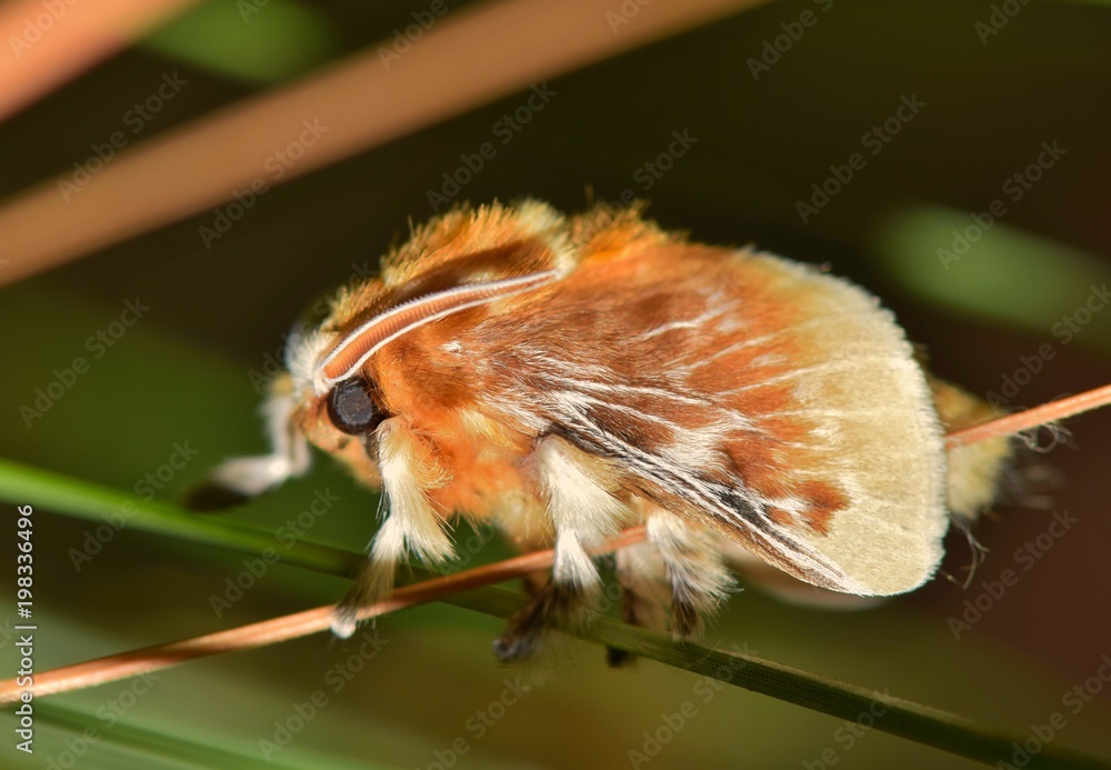Foto Stock A Southern Flannel Moth (Megalopyge opercularis) perched in
