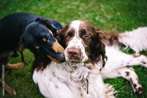 Canvas Print Two dogs playing rough in grass