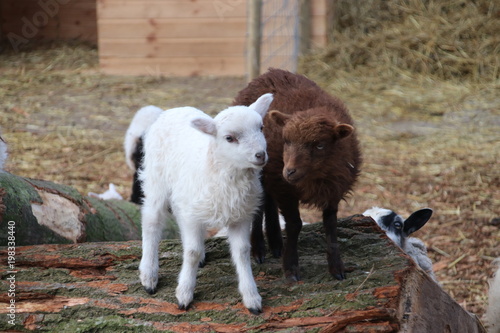 sheep and just born lambs in Moordrecht, The Netherlands duing spring 2018 photo