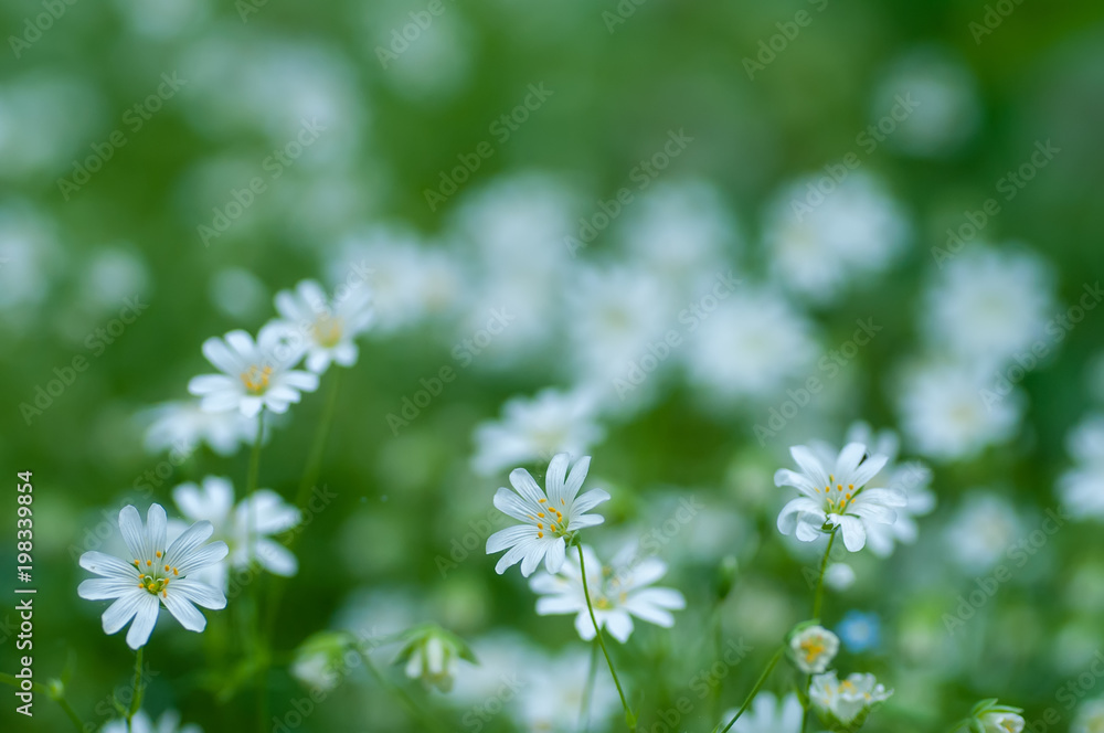 Blooming wild flowers on the meadow at springtime Blooming wild flowers on the meadow at springtime