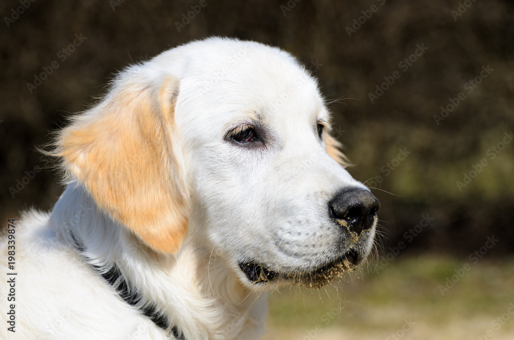 Portrait photo of golden retriever puppy on a walk around the neighborhood. Blurred background.