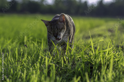 Cat eating grass in the field