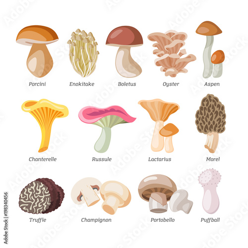 Mushroom vector natural fungus and mushrooming organic food illustration set of edible champignon isolated on white background