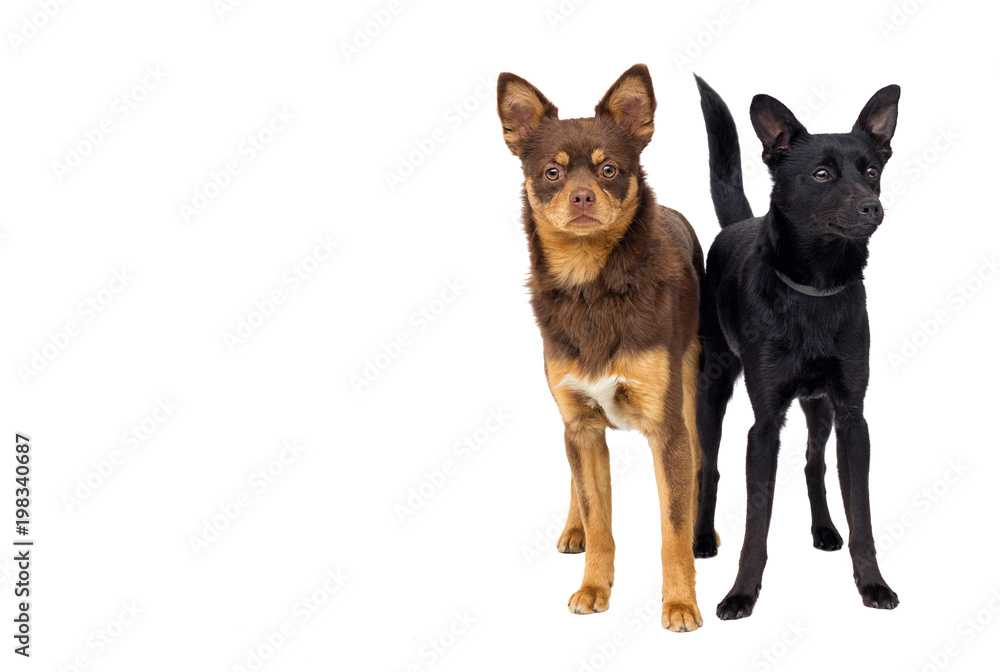 dogs looking at white background