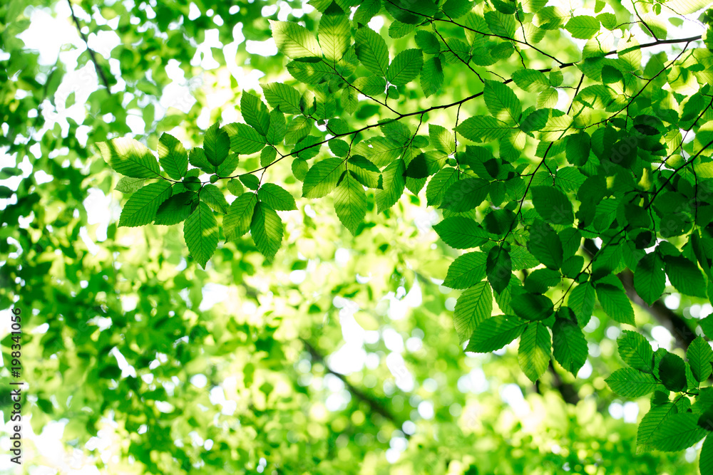 green leaves on the green backgrounds green leaves on the green backgrounds