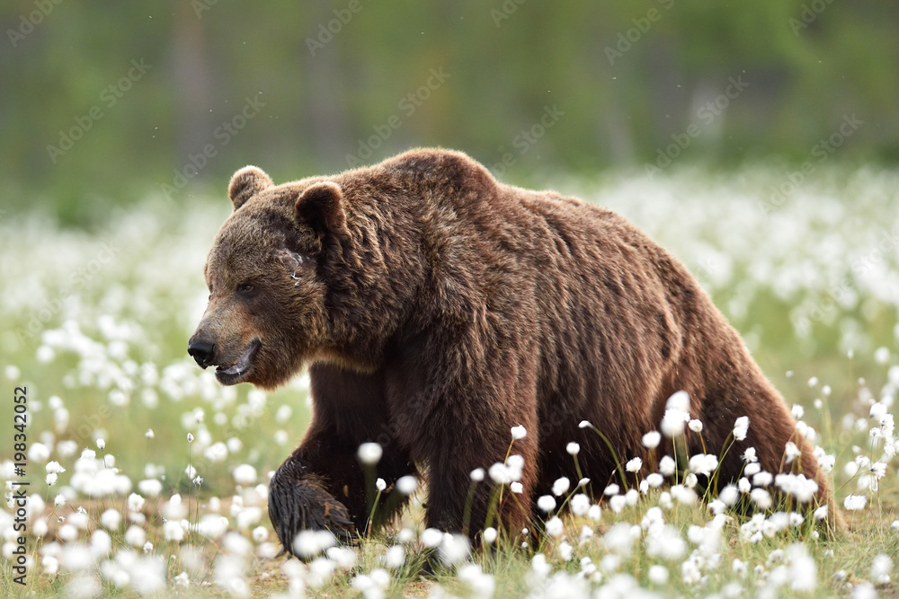 Big male brown bear walking in bog at summer. Scary brown bear.