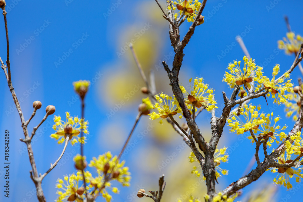 Cornus officinalis. bloom in the spring of Korea. Cornus officinalis. bloom in the spring of Korea.