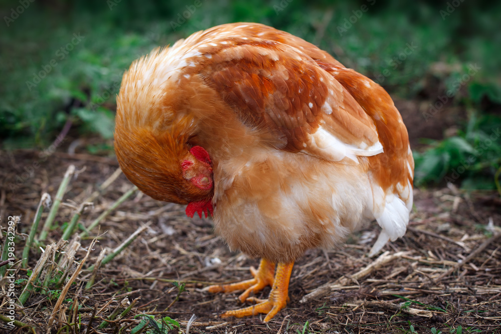 Fototapeta premium A sleeping hen's portrait