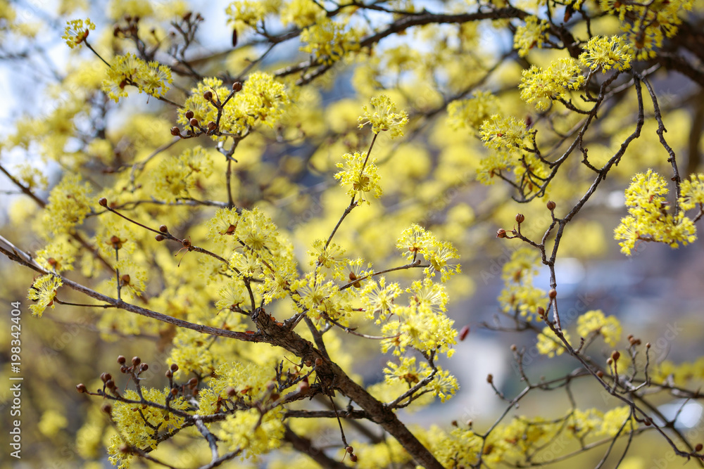 Scenery of Cornus officinalis flower festival in Gurye Scenery of Cornus officinalis flower festival in Gurye