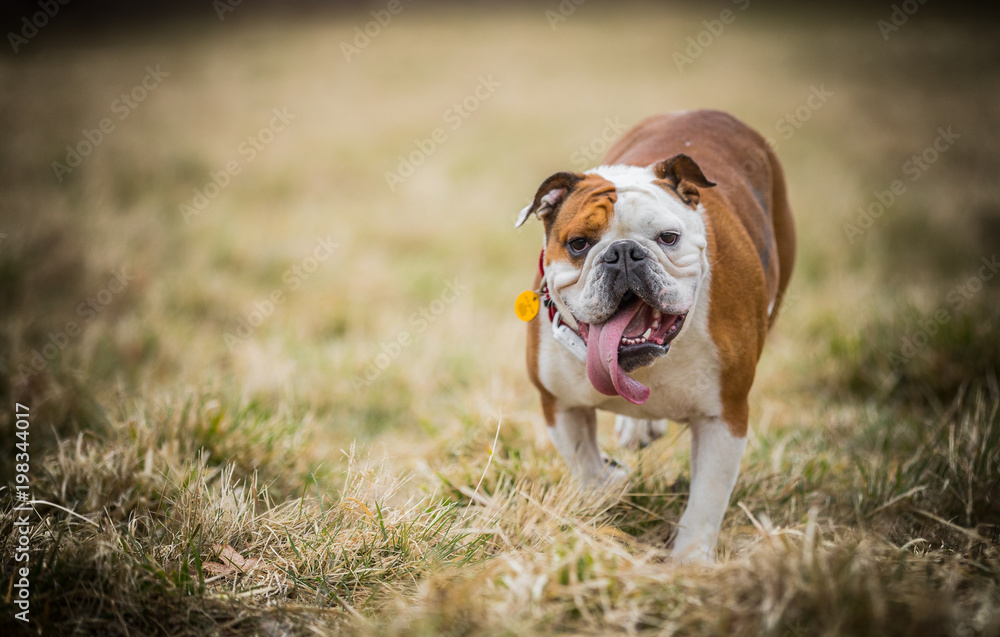 Bulldog with the long tongue