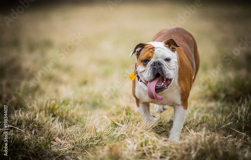 Bulldog with the long tongue © SAJ