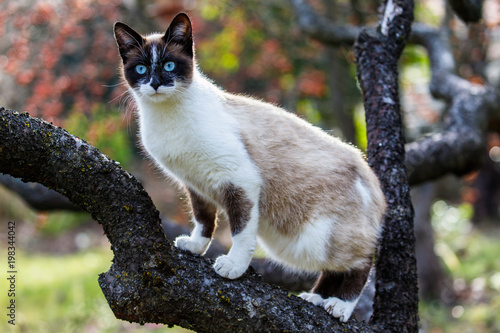 Siam, chat domestique photo