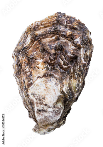Fresh oyster isolated with shadow. Clipping path.