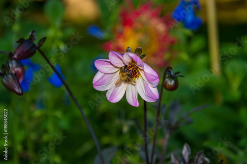 Fototapeta Naklejka Na Ścianę i Meble -  flower dahlia violet