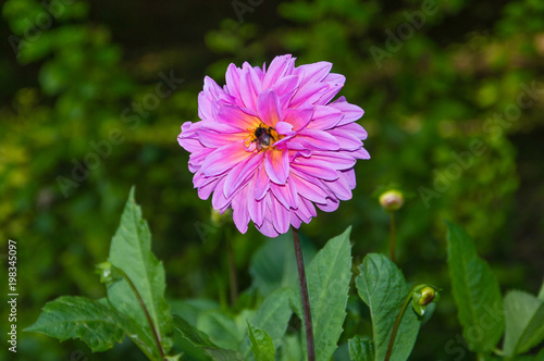 Fototapeta Naklejka Na Ścianę i Meble -  flower dahlia pink