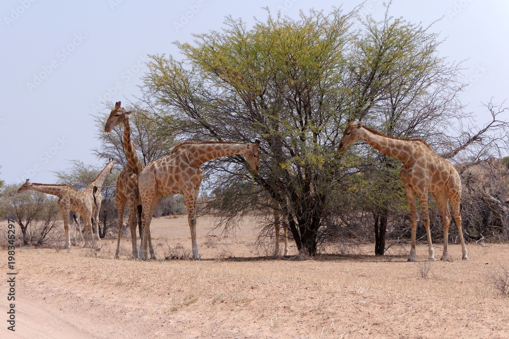 Giraffen im Kgalagadi Transfrontier Nationalpark