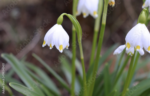 Nature background.Beautiful leucojum vernum flowers on the first spring day. This flower indicates that spring season is coming. It is typical for this time of the year. Blurred background.