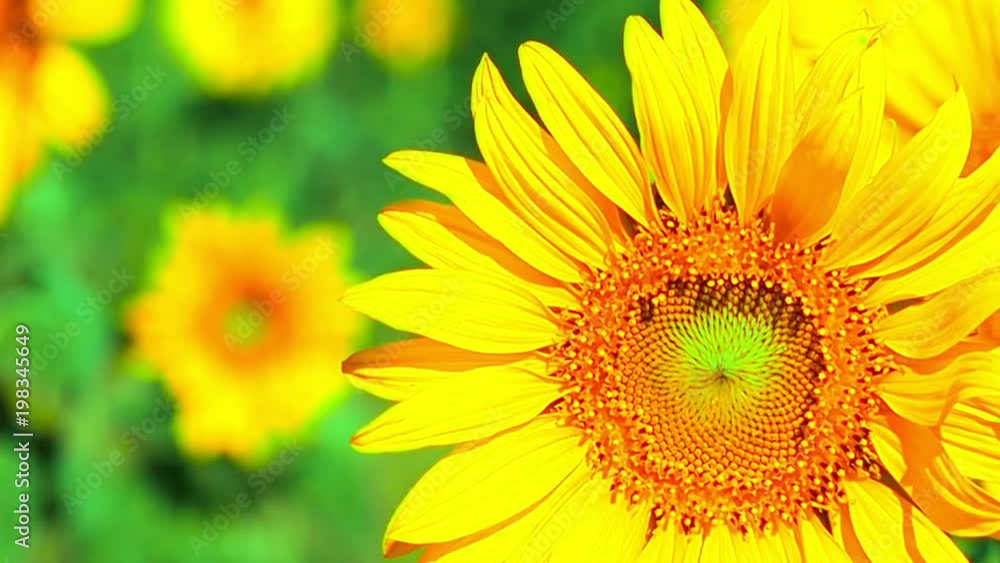 Full HD closeup and front view and follow to big sunflower moving on morning with blue sky background from autumn to winter season holiday Full HD closeup and front view and follow to big sunflower moving on morning with blue sky background from autumn to winter season holiday