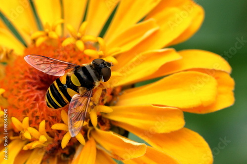 Fotografi A small bee feeds on a vibrantly yellow zinnia blossom in the garden on a summer day