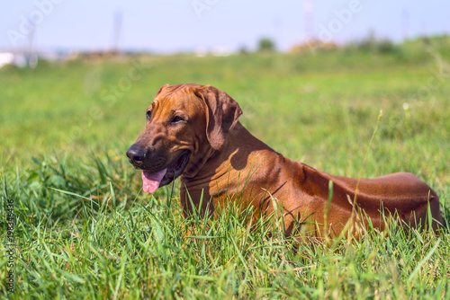 dog lying on grass in grass