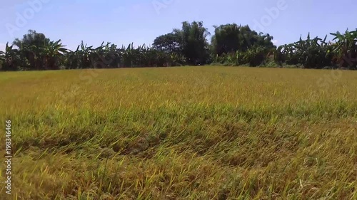 Rice Field photo