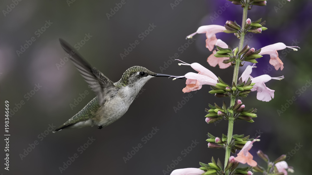 Fototapeta premium Delight