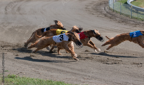 Greyhound, afghan hound at racing
