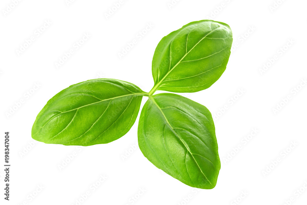 Close up of fresh green basil herb leaves isolated on white background. Sweet Genovese basil Close up of fresh green basil herb leaves isolated on white background. Sweet Genovese basil