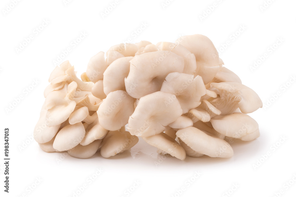 White Panus polychrous isolated on a white background White Panus polychrous isolated on a white background