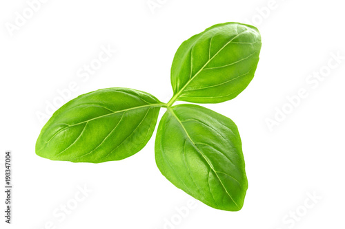 Close up of fresh green basil herb leaves isolated on white background. Sweet Genovese basil