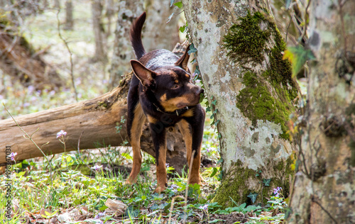 A young dog of the Australian kelpie breed plays in the forest
