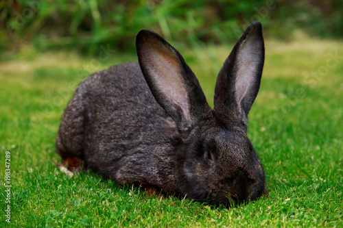 the gray rabbit © deviddo